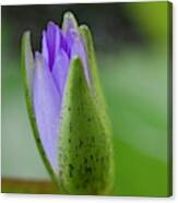 A Purple Waterlily Ready To Bloom Canvas Print