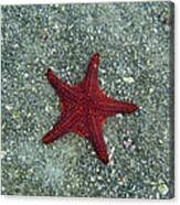 A Red Starfish Canvas Print