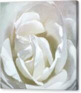A Rose Is A Rose Canvas Print