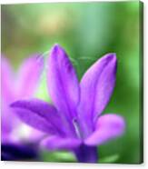 A Small Blue Bell Macro Photopgraph Canvas Print