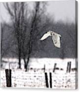 A Snowy Snowy Owl Canvas Print