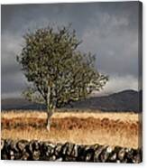 A Stone Fence And One Tree Under A Canvas Print