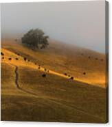 A Summer Morning In Trivalley Canvas Print