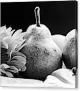 A Sunflower And Pears In Black And White Canvas Print