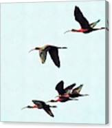 A Wedge Of Glossy Ibises In Flight Canvas Print
