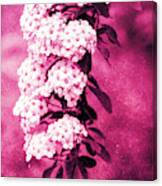 Abstract Spirea Cascade In Red Canvas Print