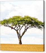 5101 Green Tree Of Life Serengeti Tanzania East Africa - Acacia Vachellia Canvas Print