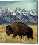 Adult Bison Bison Bison Wild Wyoming Canvas Print