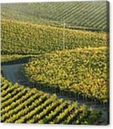 Aerial View Of Vineyards Canvas Print