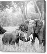 Affectionate Mother And Young Elephant Canvas Print