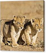 Africa, Namibia, African Lion Cubs Canvas Print