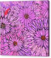 African Daisy, Cape Daisies, Pink Flowers, Floral Art Canvas Print