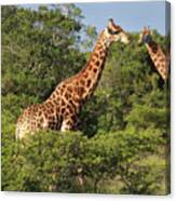 African Giraffes 041 Canvas Print