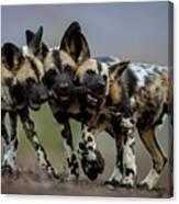 African Wild Dogs Juveniles Playing With The Leg Of An Canvas Print