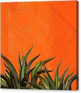 Agave Cactus, Vivid Orange Stucco Wall Canvas Print