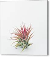 Air Plant Canvas Print