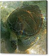 Akumal Bay Sea Turtle Akumal Mexico Canvas Print