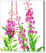 Alaska Fireweed Canvas Print