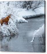 Alaska Red Fox Canvas Print