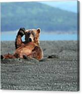 Alaskan Coastal Brown Bear Waving Canvas Print
