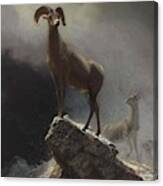 Albert_bierstadt_-_rocky_mountain_sheep_or_big_horn,_ovis,_montana Canvas Print