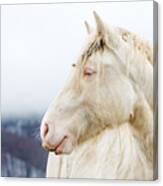 Albino Horse With Eyes Blue On The Snow Canvas Print