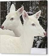 Albino White Tailed Deers Canvas Print