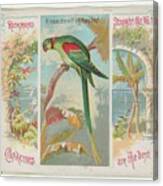 Alexandrine Ring Parakeet Canvas Print