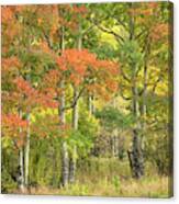 All Autumn Colors Canvas Print