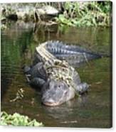 Alligator Day Spa Canvas Print