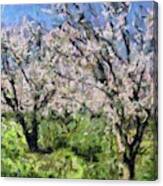 Almond Orchard In Full Bloom Canvas Print