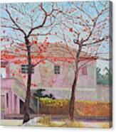 Almond Trees In February Canvas Print