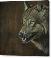 Alpha Male ......the Gray Wolf Canvas Print
