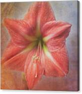 Amaryllis 'terra Cotta Star' Canvas Print