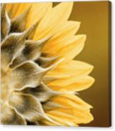 Amber Sunflower Canvas Print