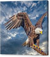 American Bald Eagle Incoming Two Canvas Print