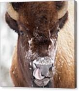 American Bison Licking Nose Canvas Print