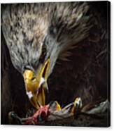 American Eagle...dinnertime. Canvas Print