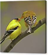 American Goldfinch Mates Canvas Print