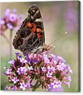 American Painted Lady Butterfly Canvas Print