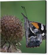 American Snout Butterfly On Bee Balm Seed Head Canvas Print