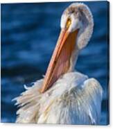 American White Pelican Canvas Print