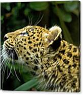 Amur Leopard Profile Canvas Print