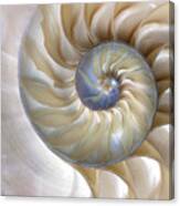 An Amazing Fibonacci Pattern Canvas Print