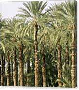 An Oasis Of Palm Trees In The Desert Canvas Print