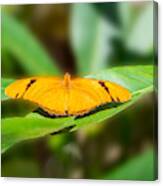 An Orange Julia Butterfly Canvas Print