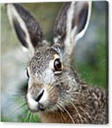 An Up Close Image Of A Brown Baby Hare Canvas Print