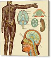 Anatomy Of Nerves Of Body And Head Canvas Print