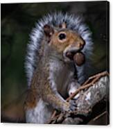 Angel Squirrel Canvas Print