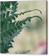 Ant And Ladybug Canvas Print